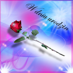 W dniu urodzin - piękna róża