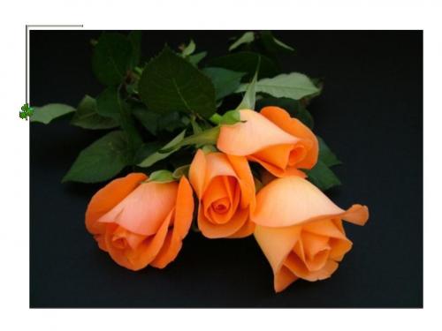 Pomarańczowe róże