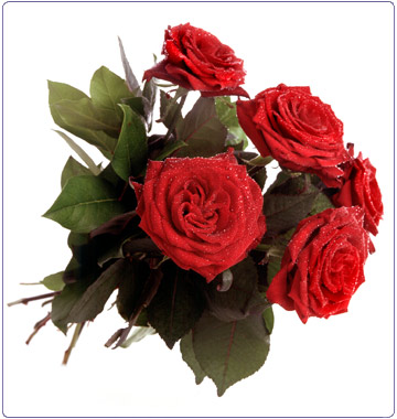 Czerwone róże