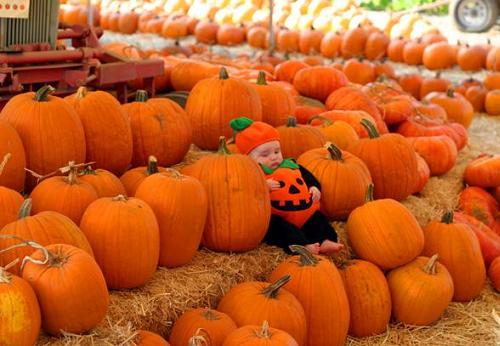 Dziecko wśród dyń