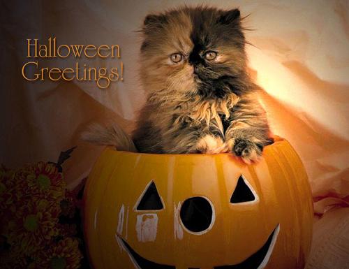 Halloween Greetings