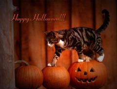 Happy Halloween ! z kotem