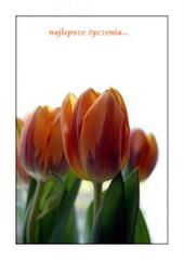 Najlepsze życzenia - tulipany