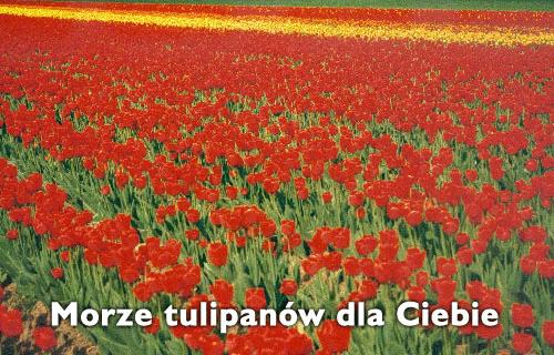 Morze tulipanów dla Ciebie