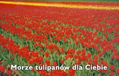 Morze tulipanów dla Ciebie