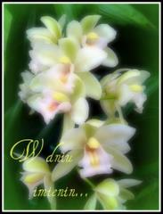 W dniu imienin - kwiatki