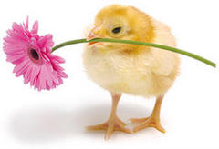 Kwiatek na Wielkanoc