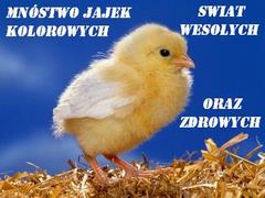 Mnóstwo jajek kolorowych...
