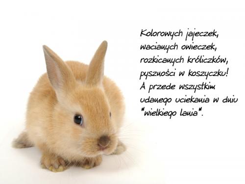 Kolorowych jajeczek...