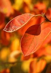 Brązowy liść wśród liści