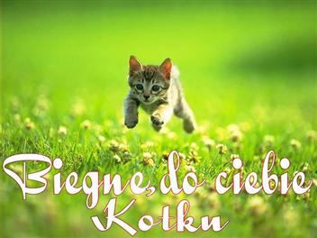 Biegnę do Ciebie kotku