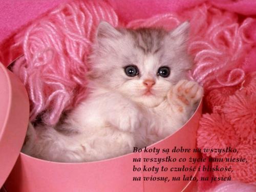 Bo koty są dobre na wszystko