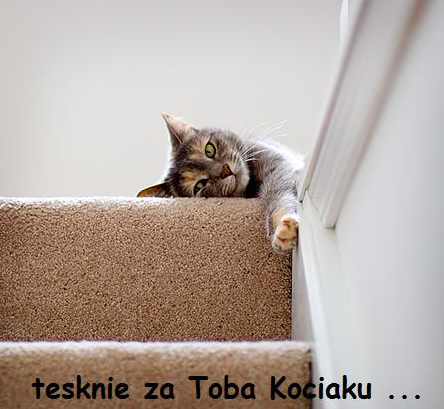 Tęsknię za Tobą kociaku...