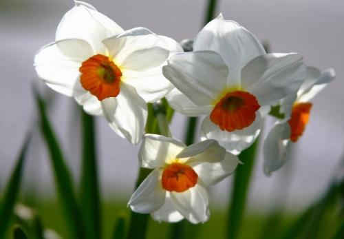 Piękne biało pomarańczowe kwiatki