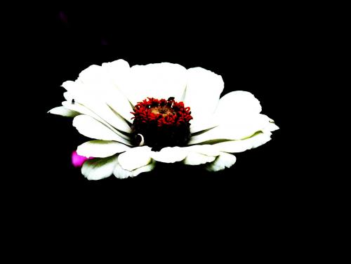 Biały kwiat na czarnym tle