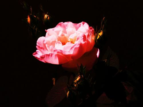 Różowy kwiat na czarnym tle