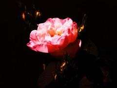 Różowy kwiat na czarnym tle