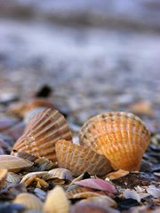 Muszelki nad morzem