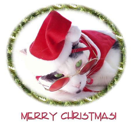 Kot w okularach i czapce mikołaja