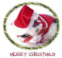 Kot w okularach i czapce mikołaja