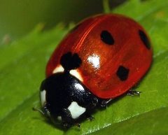 Biedronka na liściu