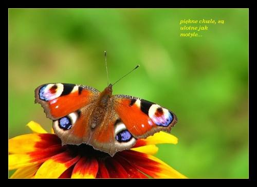 Piękne chwile są ulotne...