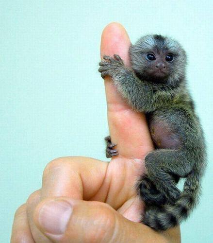 Maleństwo pozdrawia