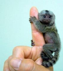 Maleństwo pozdrawia