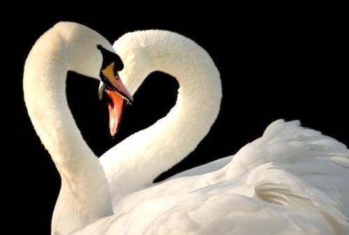 W kształcie serca...