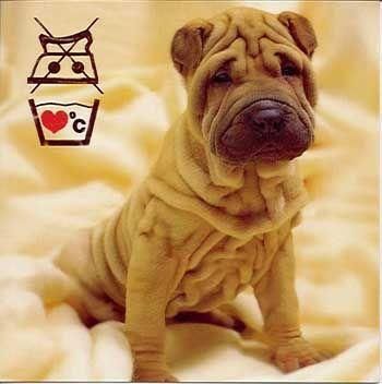 Nie wolno mnie prasować