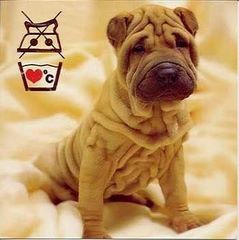 Nie wolno mnie prasować