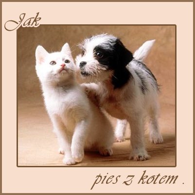 Jak pies z kotem