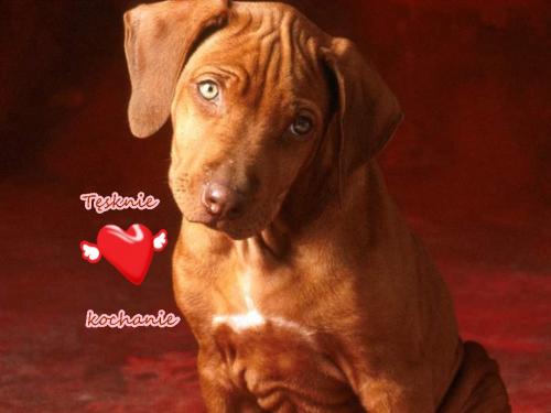 Tęsknię kochanie...