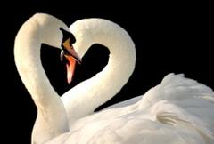 W kształcie serca...