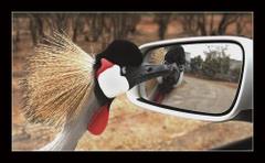 Widzę sie w lusterku