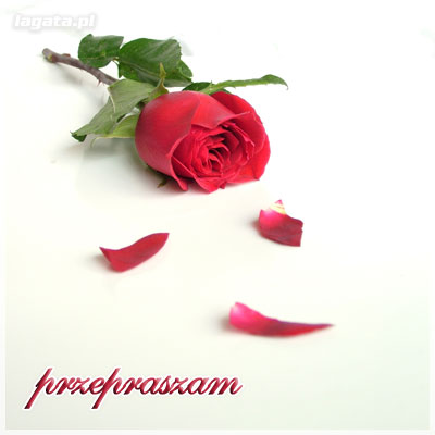 Przepraszam róża