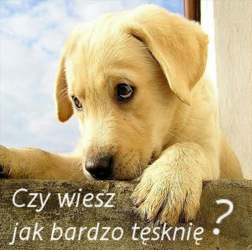 Czy wiesz jak bardzo tęsknię ?