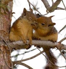 Lubię Cie wiewiórko