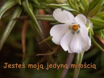 Jesteś moją jedyną miłością