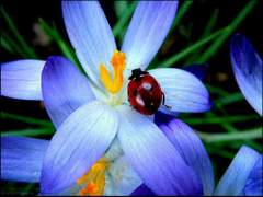 Biedronka na kwiatku