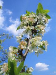 Kwiaty jabłoni